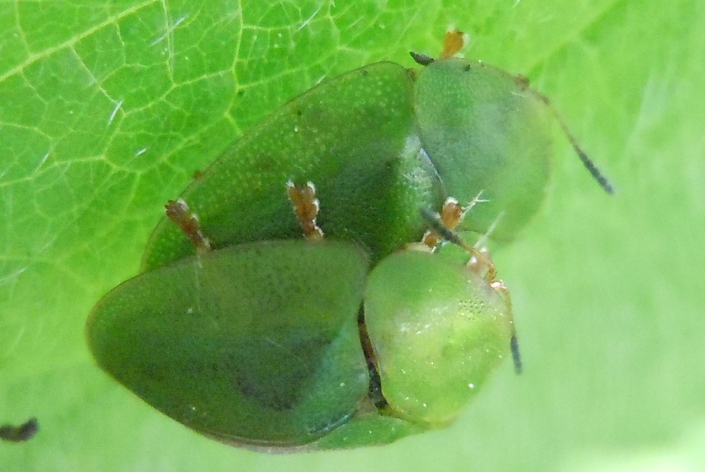 Coppia di Cassida viridis